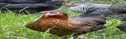 Chickens poultry for sale: Point of lay hens  silver sussex - Advert 6