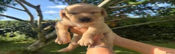 Goldador dogs for sale: Golden Retriever Labrador Puppies - Advert 17