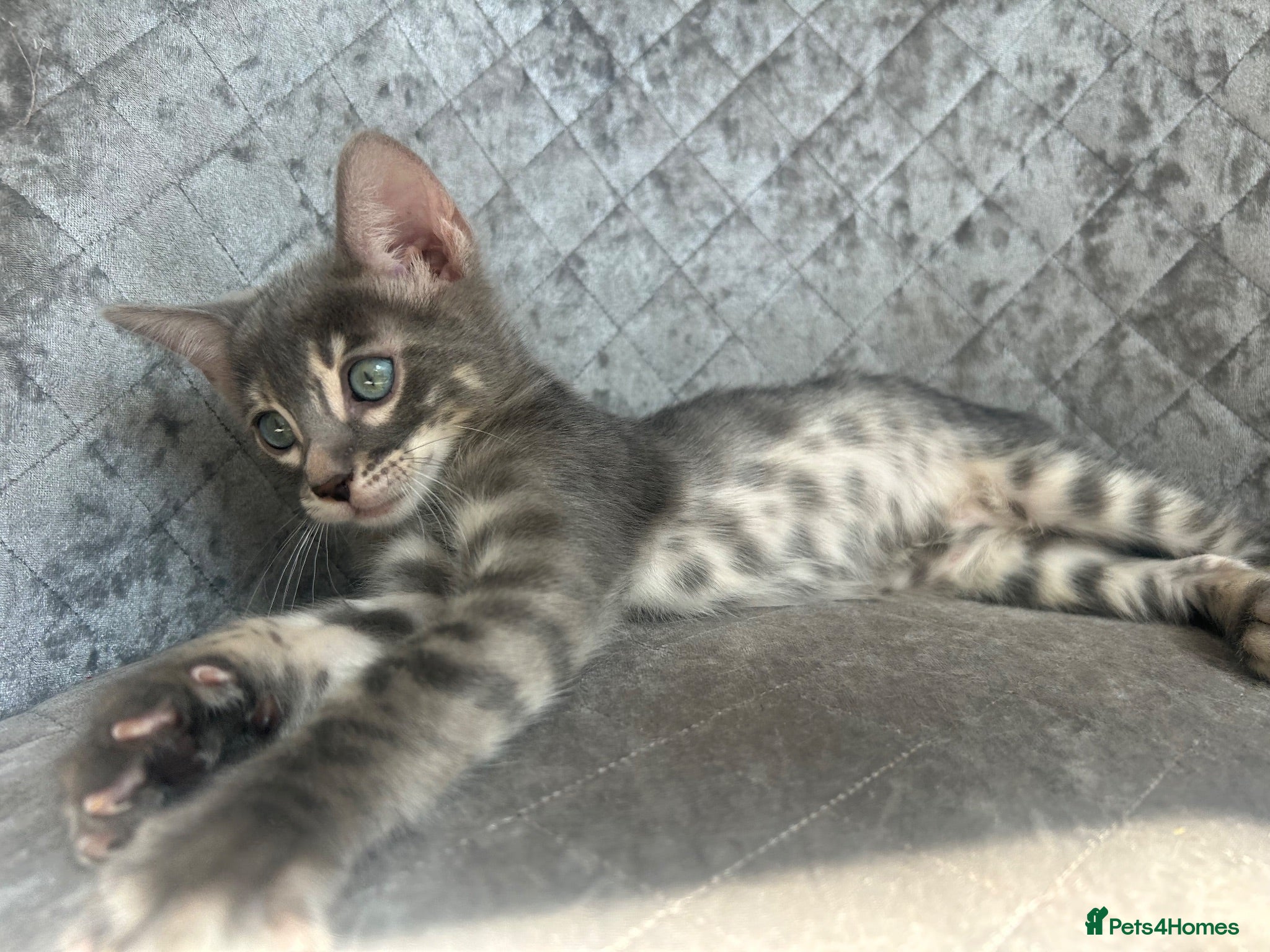 Bengal cats 💙 READY NOW! Blue Female Bengal TICA kitten - Advert 7