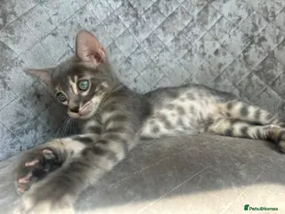 Bengal cats 💙 READY NOW! Blue Female Bengal TICA kitten - Advert 7