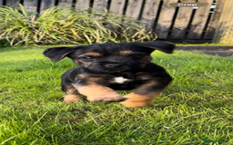 Border Terrier dogs for sale: Outstanding Quality KC Border Terriers  - Image 6