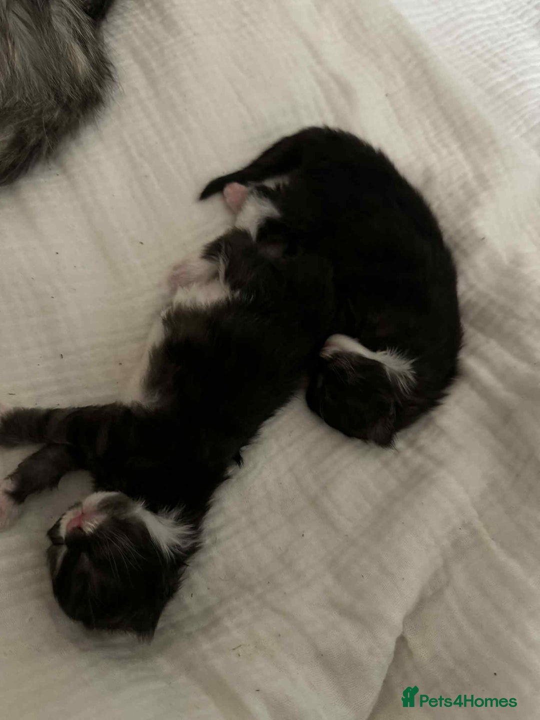 Maine Coon cats for sale: Maine coon x kittens  - Advert 13