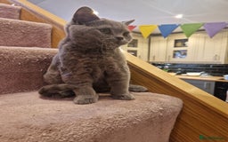 British Shorthair cats for sale: One kitten left British Blue Boy - Image 14