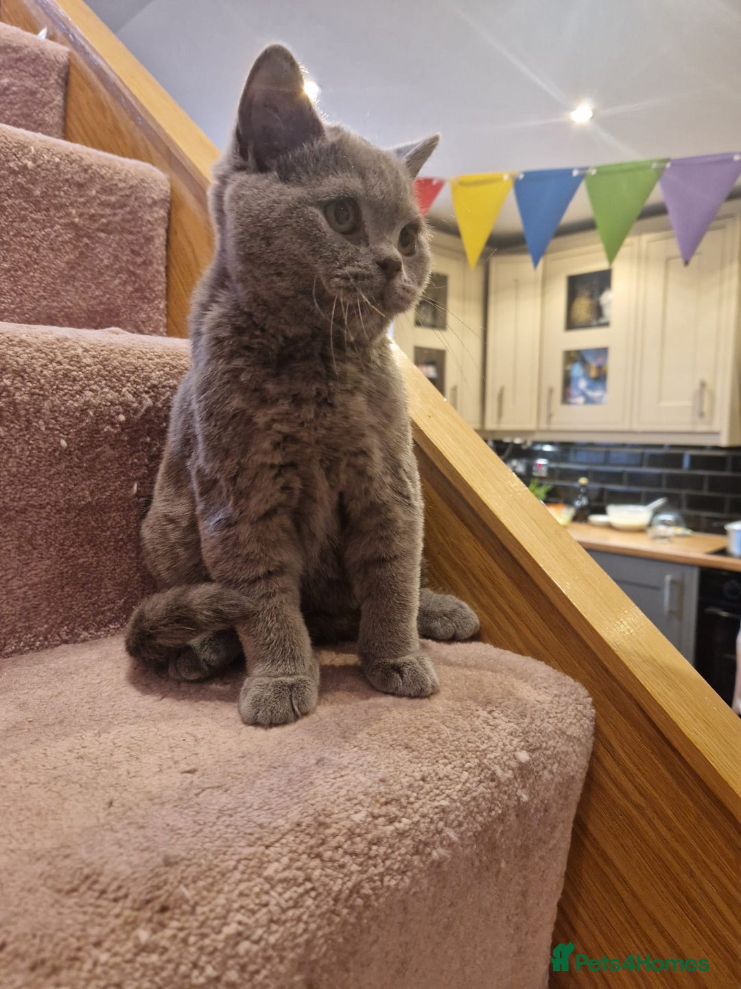British Shorthair cats for sale: One kitten left British Blue Boy - Image 14