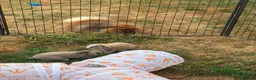 Mini Lop rabbits for sale: Two rabbits and set up  in Stowmarket - Advert 5