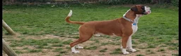 Boxer dogs for stud: King Mikey  in Rickmansworth - Advert 3