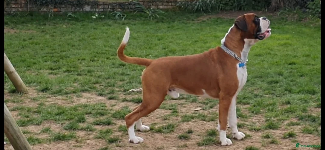 Boxer dogs for stud: King Mikey  in Rickmansworth - Advert 3
