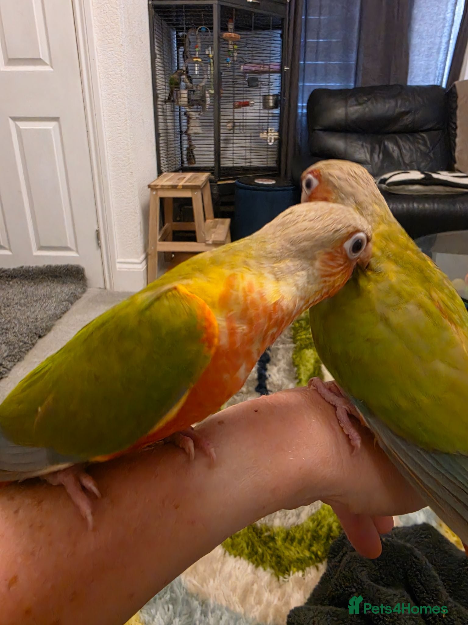 Conures birds Hand reared Conures - Advert 2