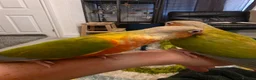 Conures birds for sale: Hand reared Conures - Advert 2