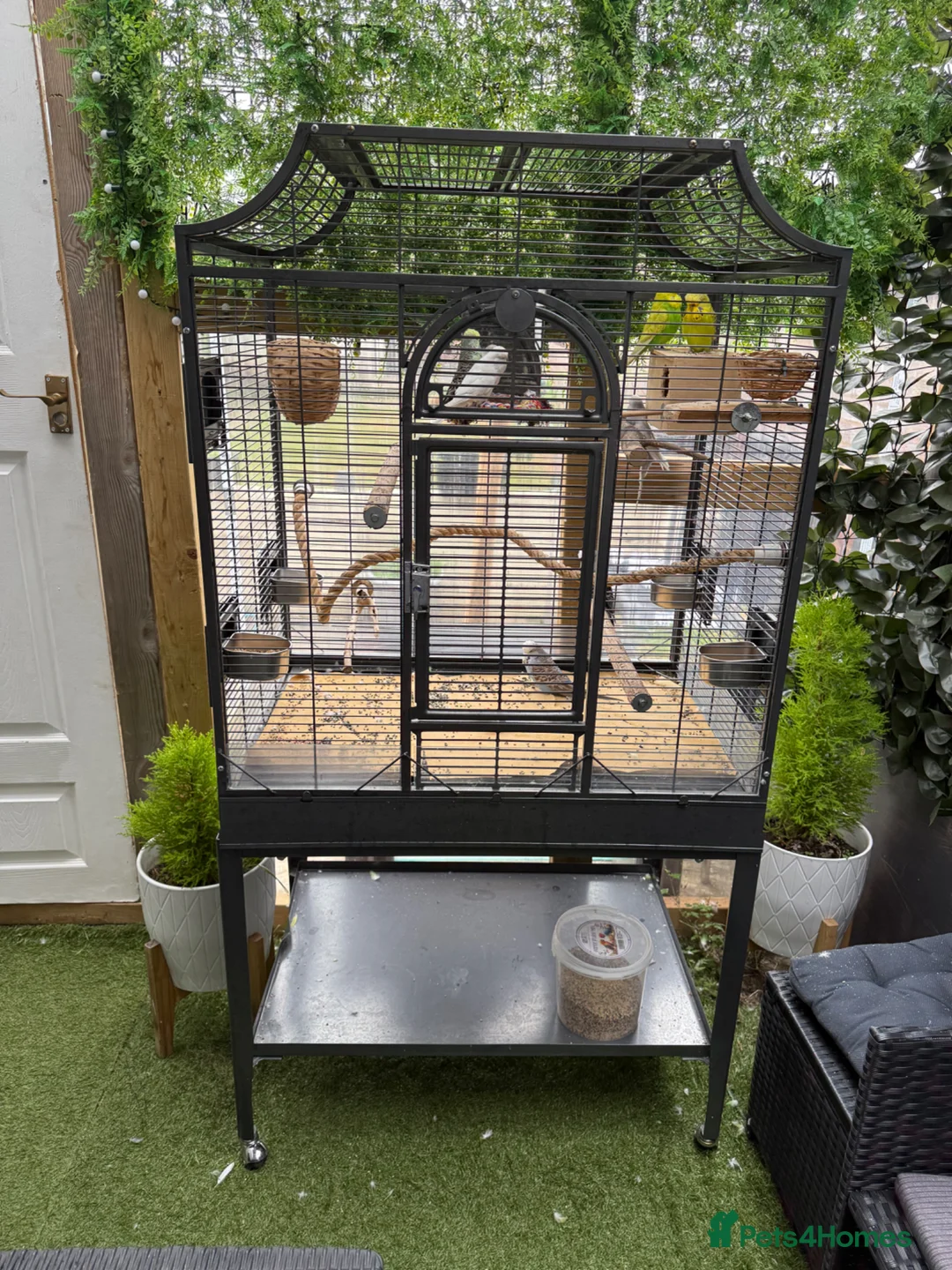 Budgerigars birds for sale: Budgerigar for sale 7 of them - Advert 2