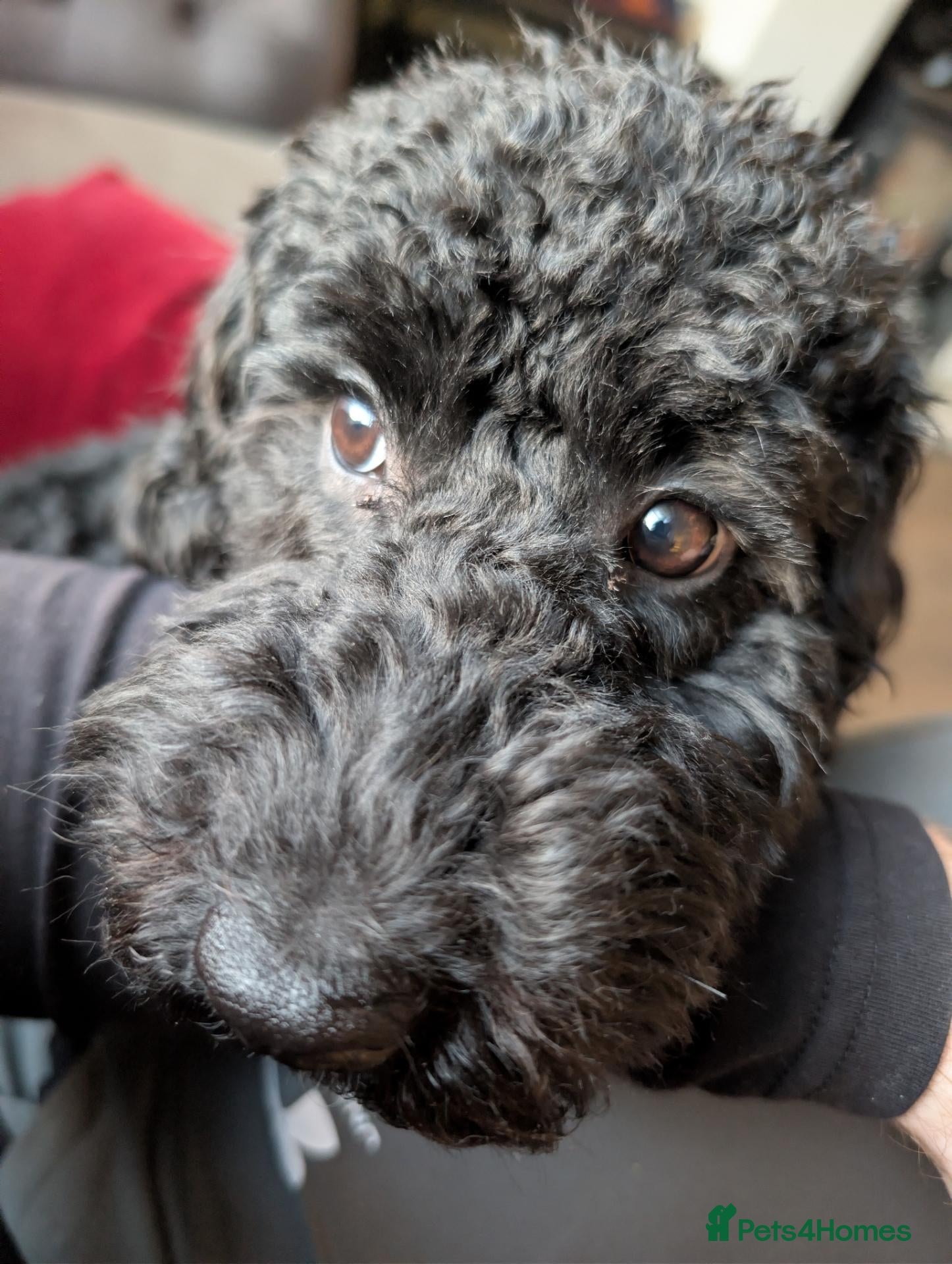 Cockapoo dogs for sale: 7 month old cockapoo black female  - Advert 5
