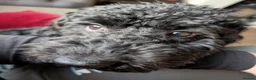 Cockapoo dogs for sale: 7 month old cockapoo black female  in Warrington - Advert 1