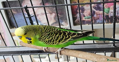 Budgerigars birds - Advert 3