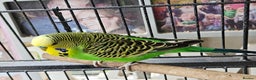 Budgerigars birds for sale: Budgies for sale - Advert 3