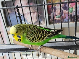 Budgerigars birds - Advert 1