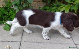 English Springer Spaniel dogs for sale: 🐾Beautiful KC Registered ES Spaniel Puppies🐾 - Image 39