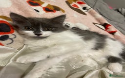 Mixed Breed cats for sale: 2 cat litter ( mixed breed) - Image 4