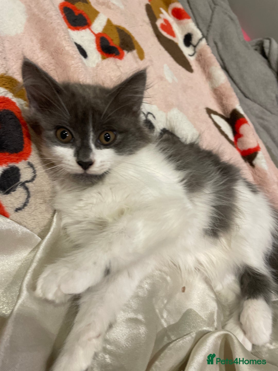 Mixed Breed cats for sale: 2 cat litter ( mixed breed) - Image 4