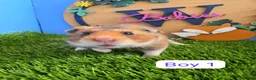 Hamster rodents for sale: Syrian Baby Hamsters Female Male Pedigree  - Advert 7