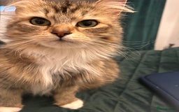 Ragdoll cats for sale: Ragdoll cross.  - Advert 7