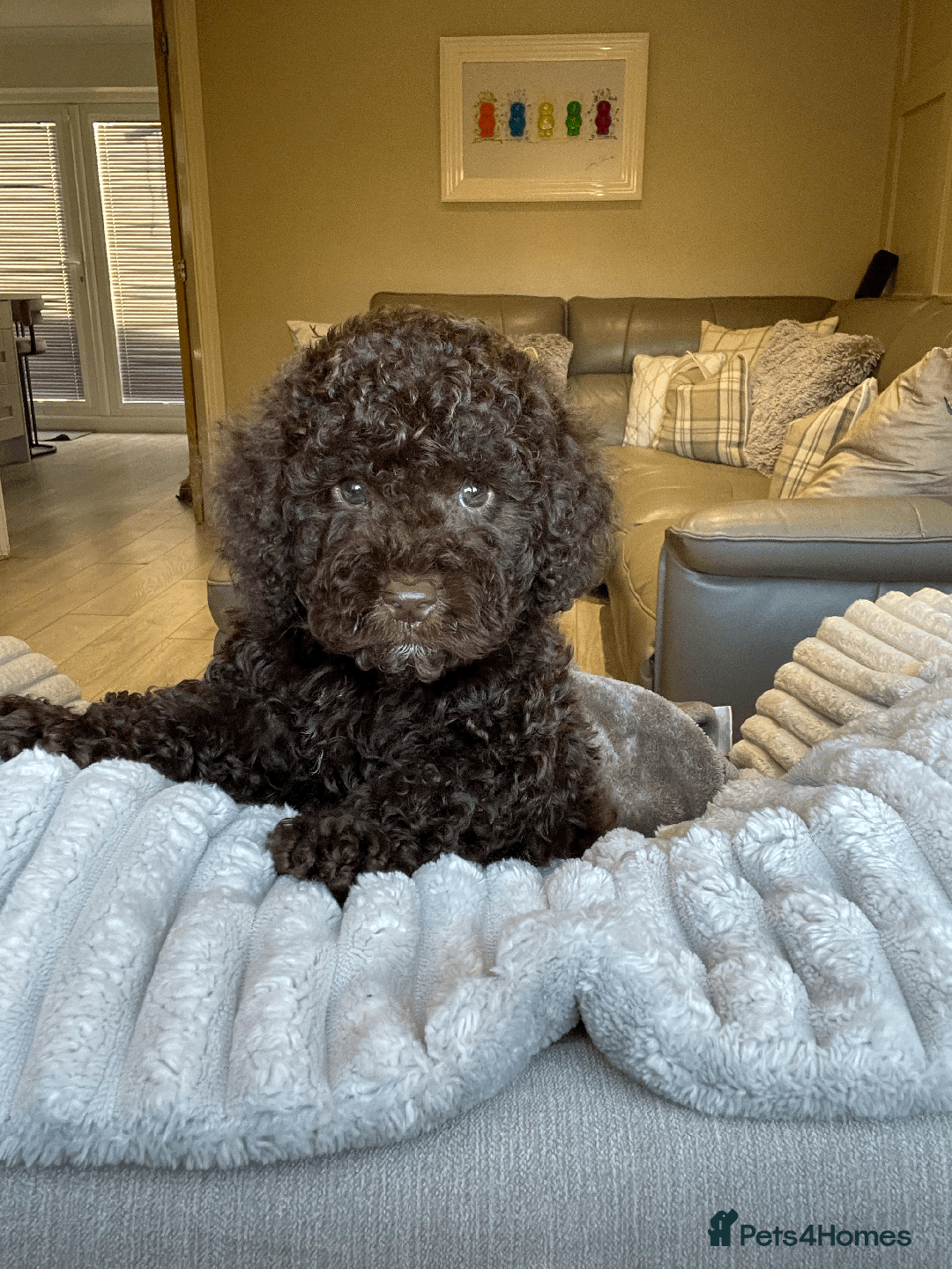 Cockapoo dogs for sale: F1b Toy Cockapoo puppy - Advert 14