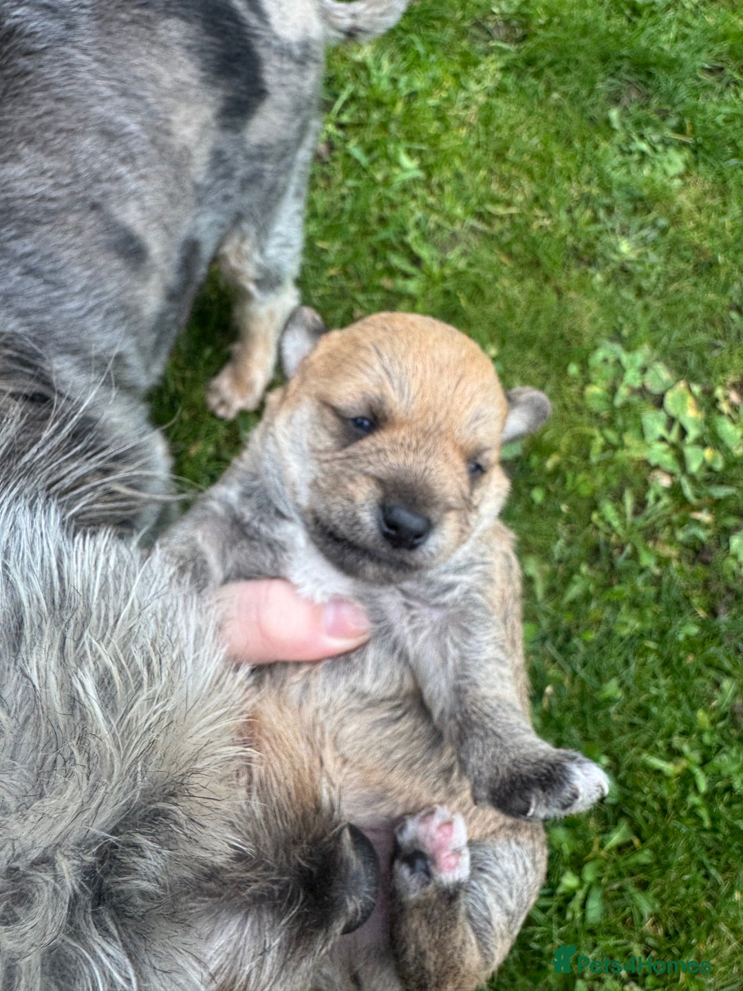 Yorkshire Terrier dogs for sale: Yorkshire terrier puppies - Image 6