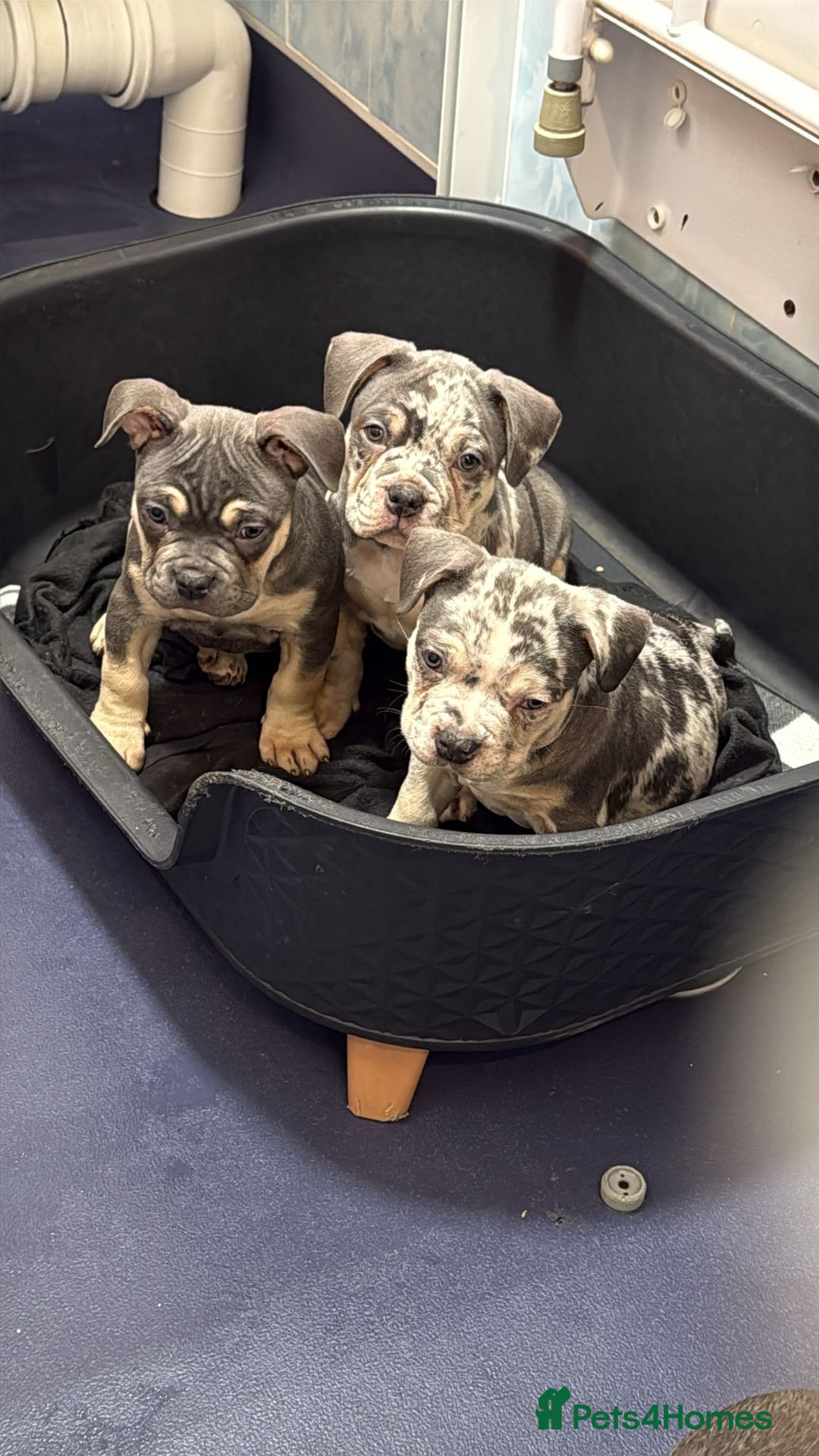 Mixed Breed dogs for sale: Pocket bully cross french bulldog  - Image 1