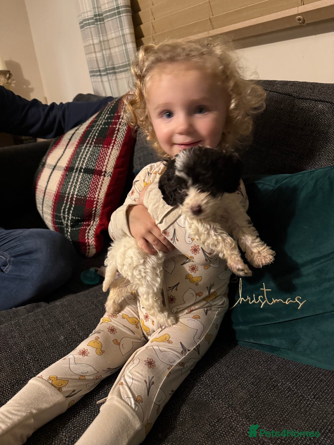 Cockapoo dogs for sale: 15 week old cockerpoo female  - Advert 9