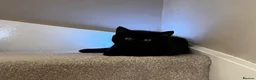 British Shorthair cats for sale: ✨ beautiful black/blue British Shorthair kittens✨ - Advert 6