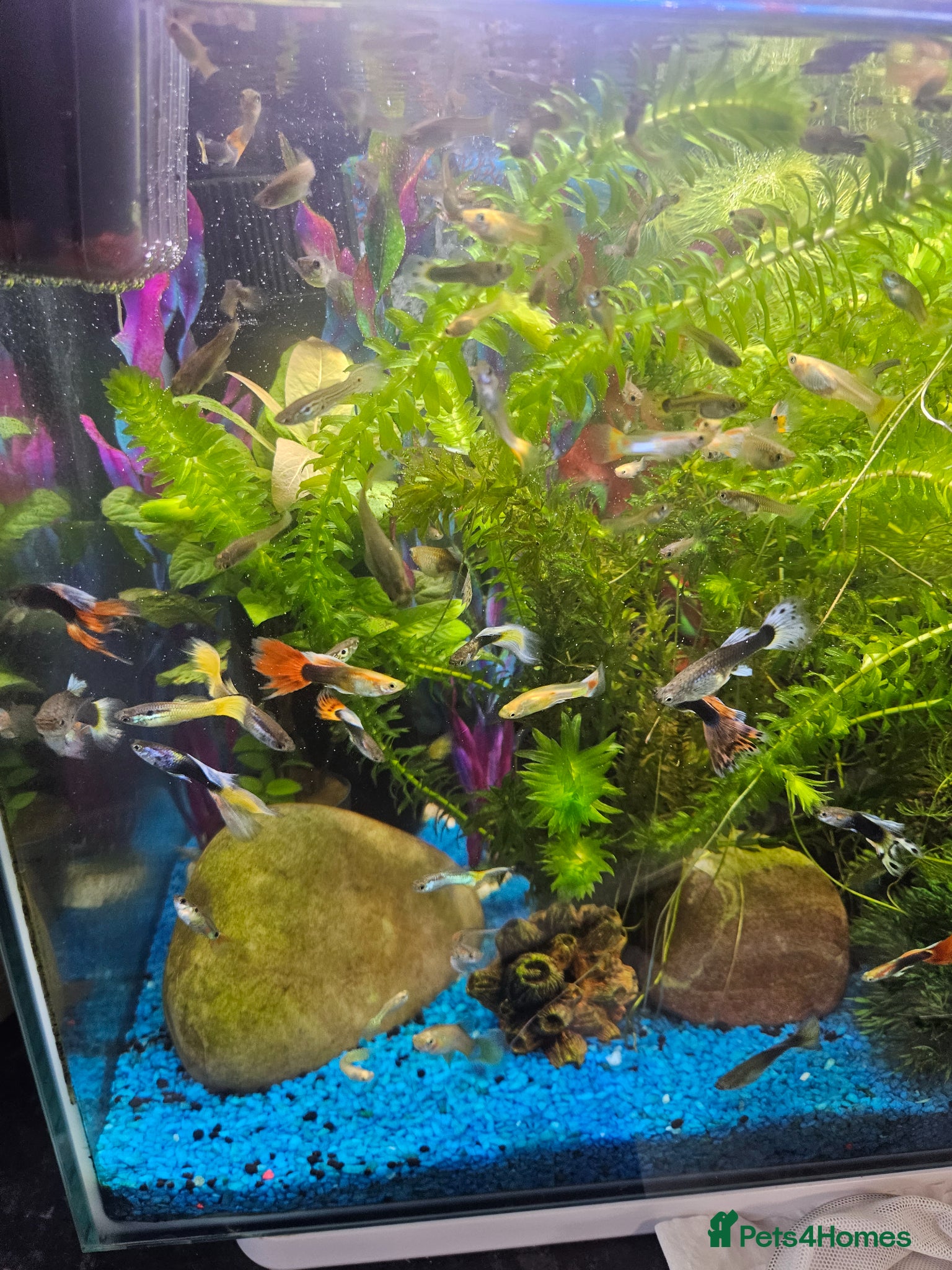 Other/Mixed Breed fish Guppies - Advert 2