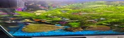 Other/Mixed Breed fish for sale: Guppies in Liverpool - Advert 1