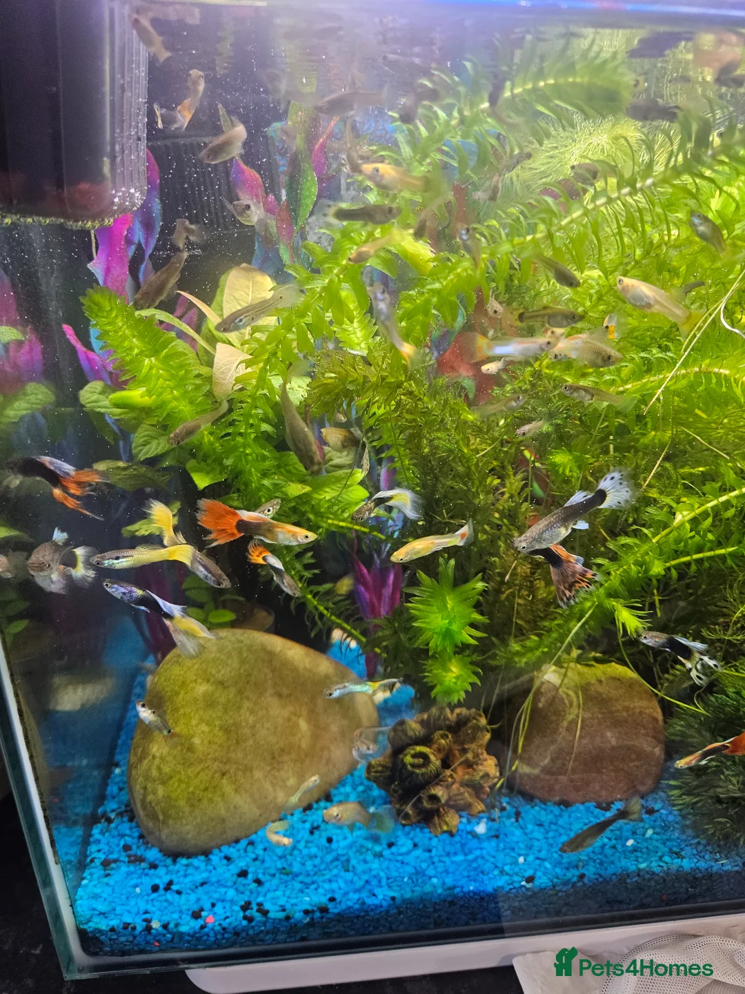 Other/Mixed Breed fish for sale: Guppies in Liverpool - Advert 1