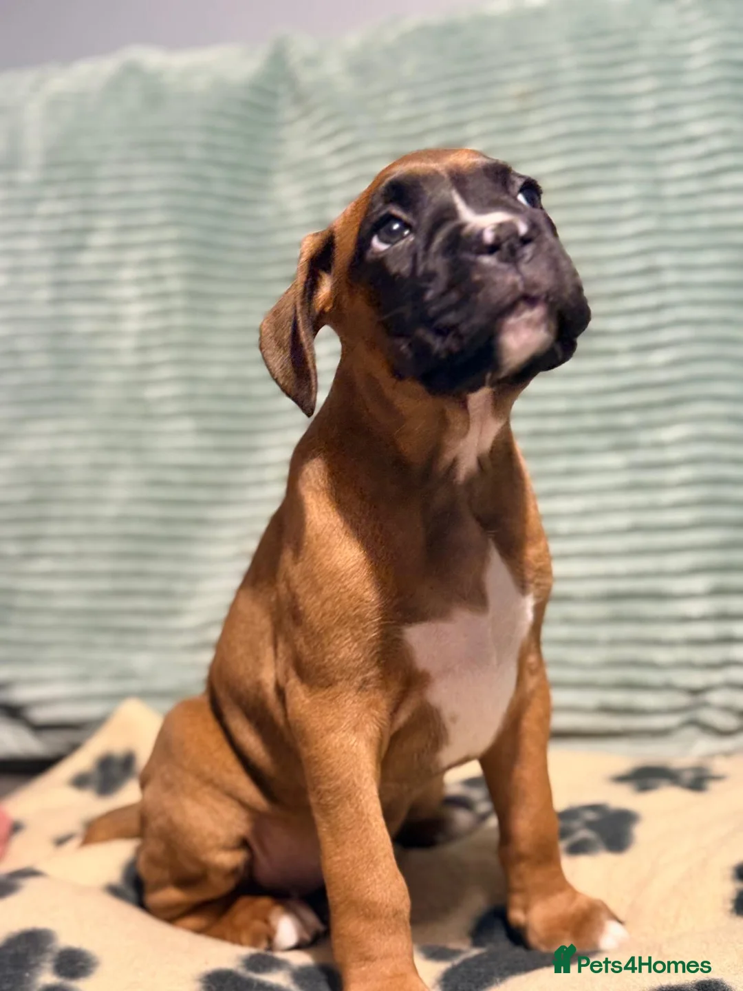 Boxer dogs for sale: 3 Beautiful boxer puppies   - Advert 5