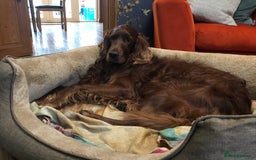Irish Setter dogs for stud: Braebrook Spring Lightning - Image 3