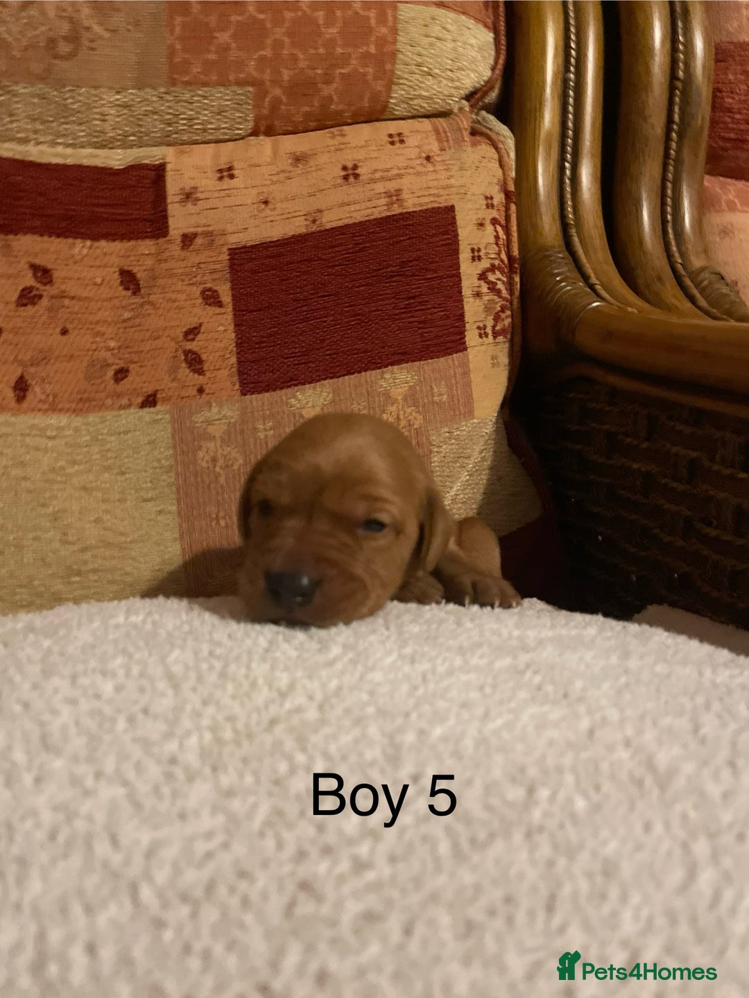 Labrador Retriever dogs for sale: KC Registered Fox Red Labrador Puppies  - Advert 6