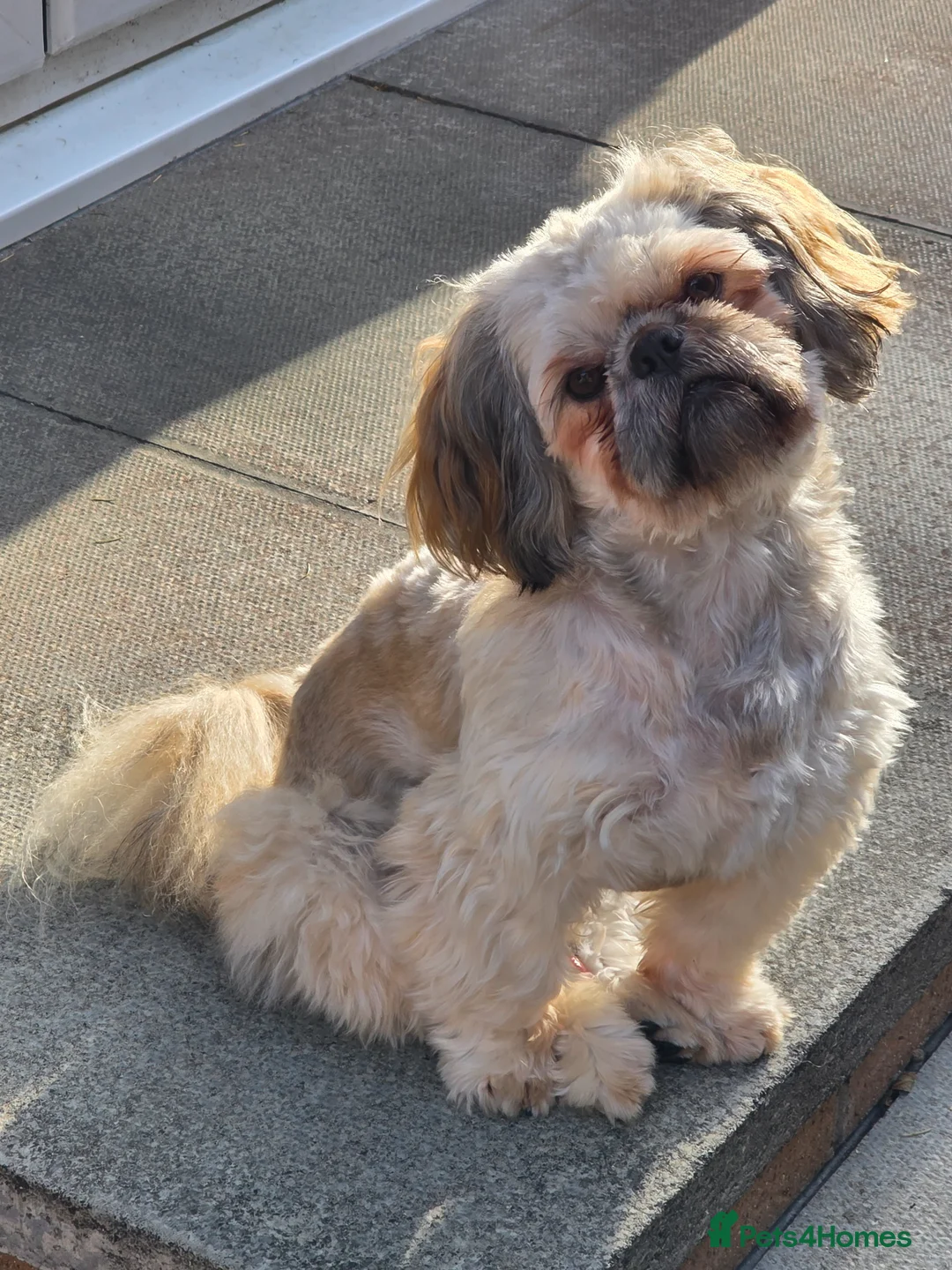 Shih Tzu dogs for stud: KC registered Shih Tzu for stud - Advert 1