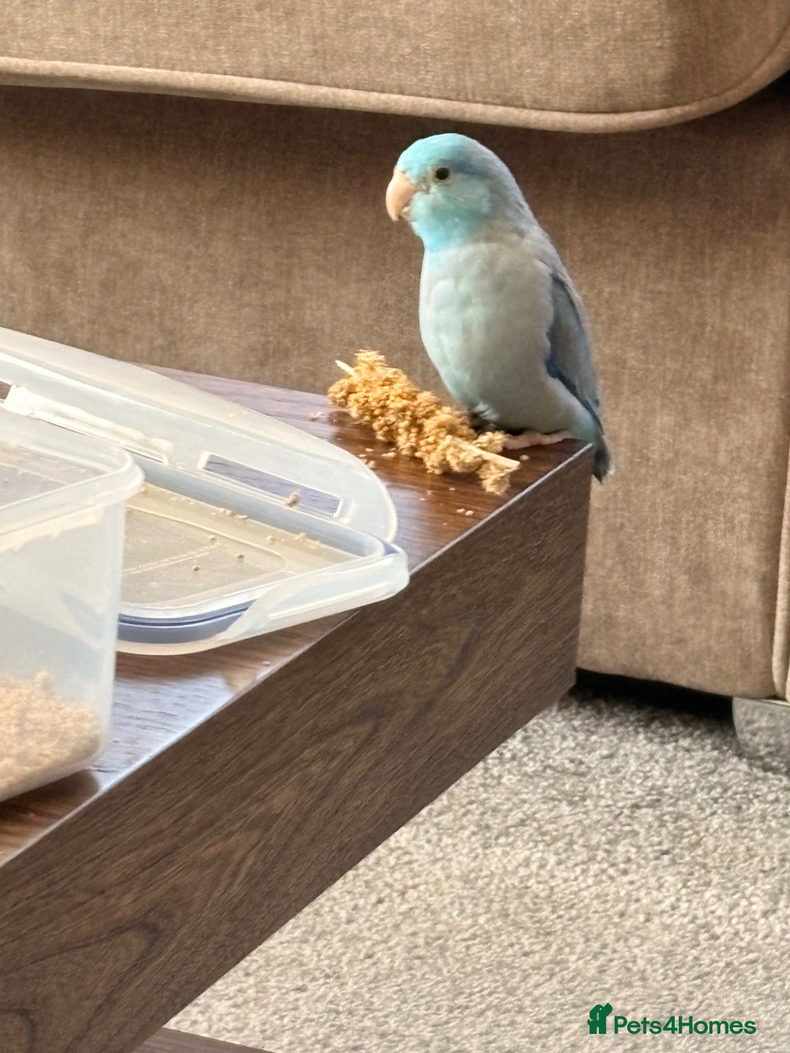 Parrots birds Young male parrotlet  - Advert 3