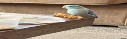 Parrots birds for sale: Young male parrotlet  in Boston - Advert 1