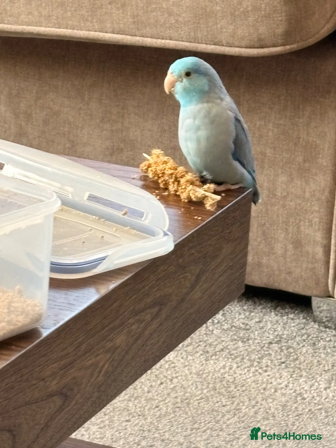 Parrots birds for sale: Young male parrotlet  in Boston - Advert 1