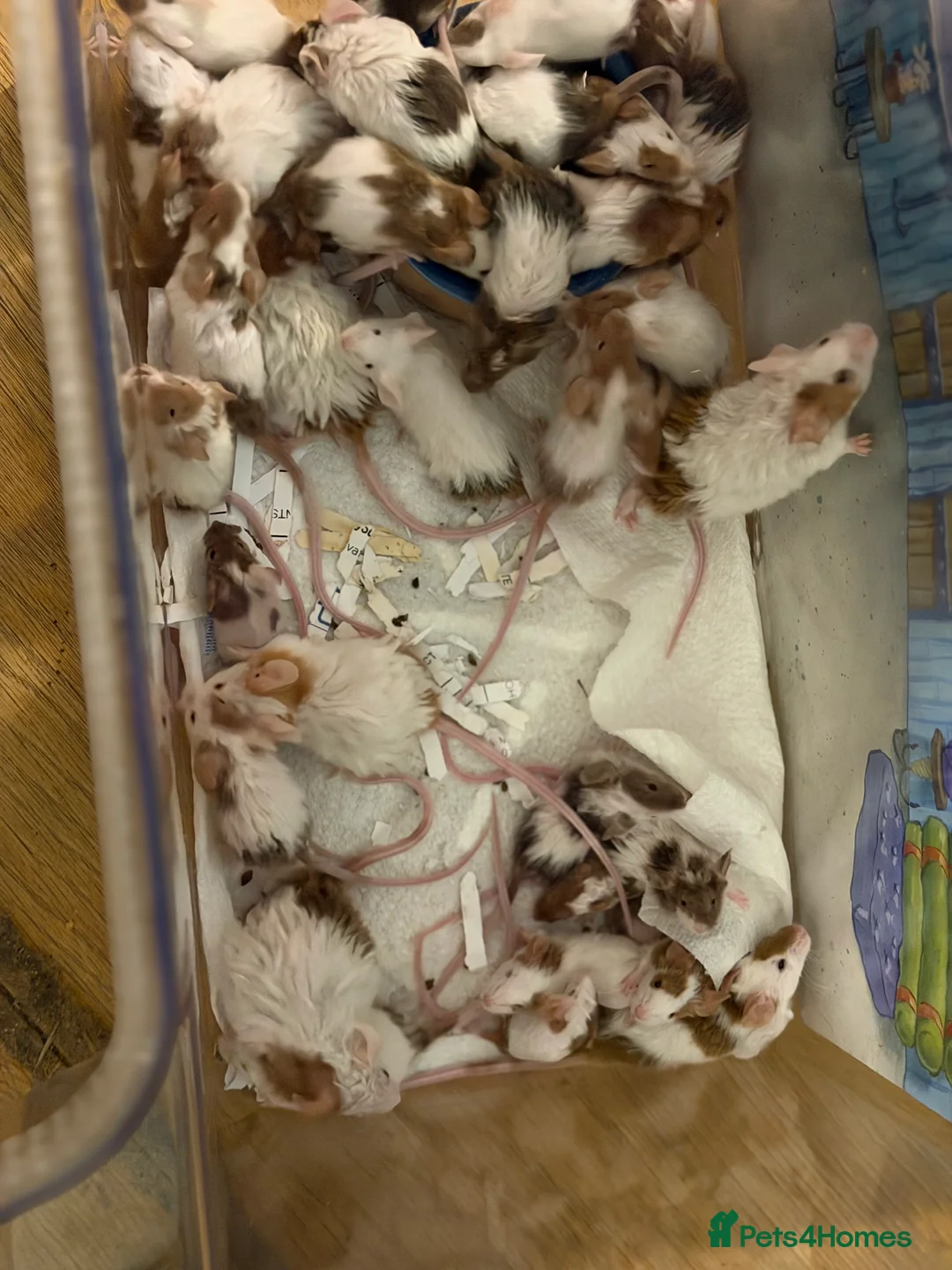 Mouse rodents for sale: Fancy Mice for Sale – £15 Each - Advert 1