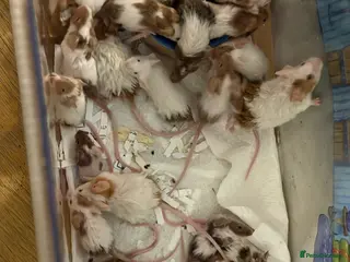 Mouse rodents Fancy Mice for Sale – £10 Each - Advert 5