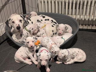 Dalmatian dogs Dalmatians for Sale (Last Girl & 3 Boys Left) - Advert 6