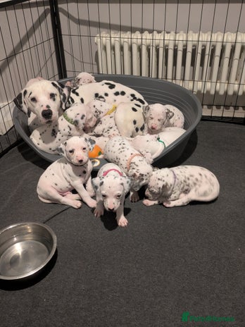 Dalmatian dogs Dalmatians for Sale (Last Girl & 3 Boys Left) - Advert 1