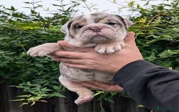 English Bulldog dogs for sale: English Bulldog Puppies  - Advert 39