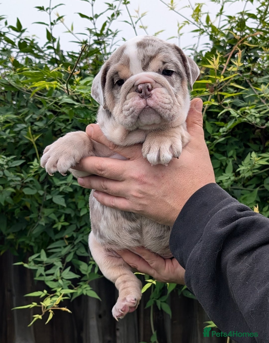 English Bulldog dogs for sale: English Bulldog Puppies  - Advert 39