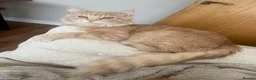 Maine Coon cats for sale: Maine Coon Male 7 months - cream/light ginger  - Advert 22