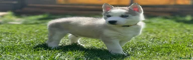 Yellow collar (boy)