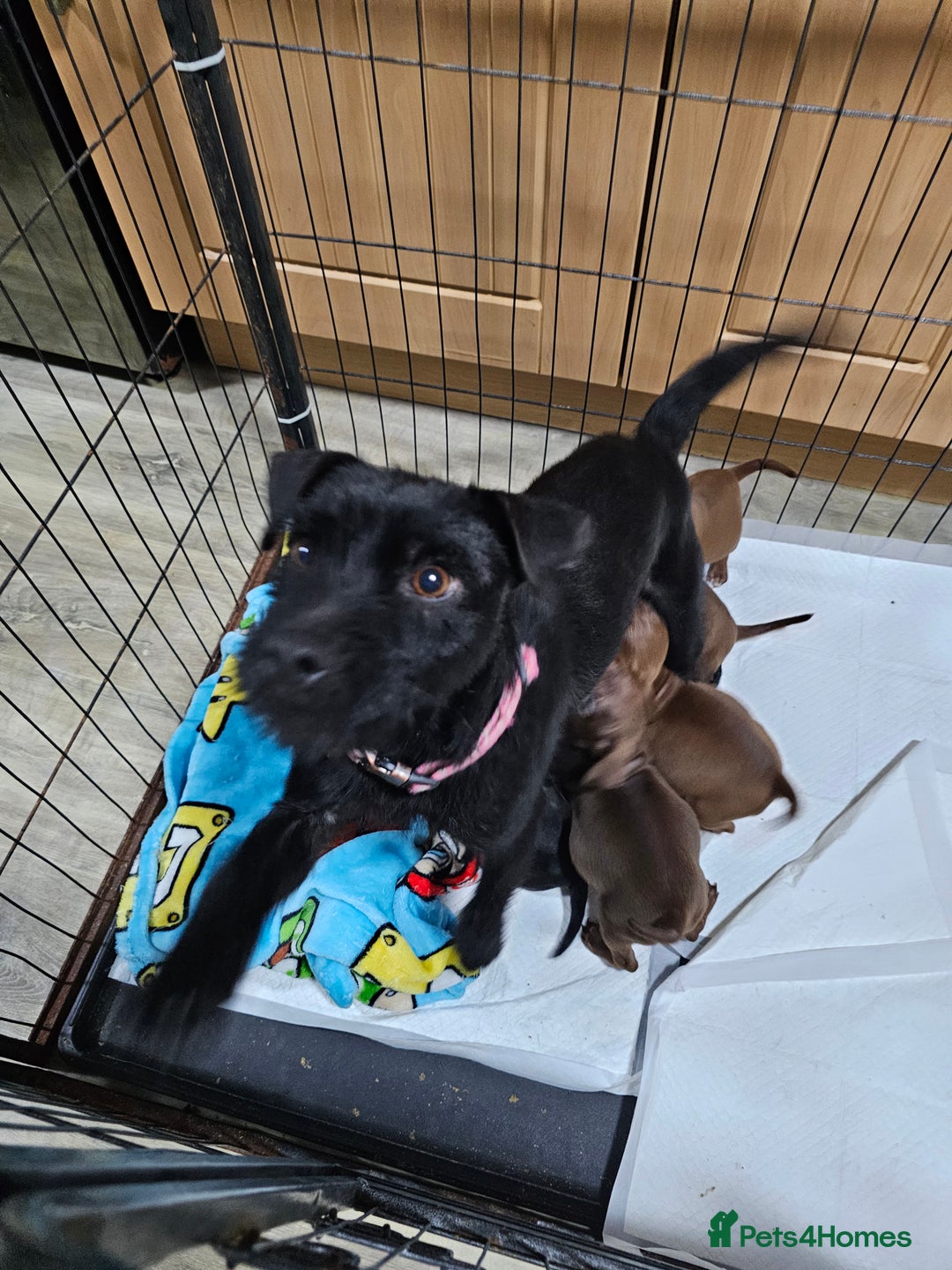 Patterdale Terrier dogs for sale: BEAUTIFUL PATTERDALE TERRIERS FOR SALE  - Advert 1