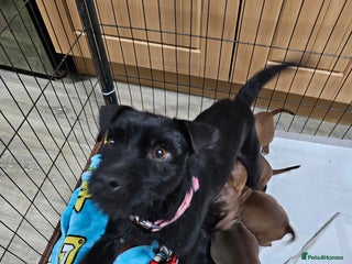 Patterdale Terrier dogs BEAUTIFUL PATTERDALE TERRIERS FOR SALE - Advert 5