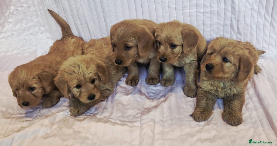 Labradoodle dogs for sale: Beautiful F1 Labradoodles - Advert 16